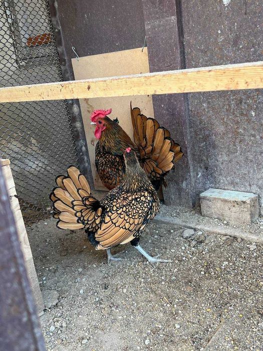 Сибрайт-Бентам тухум