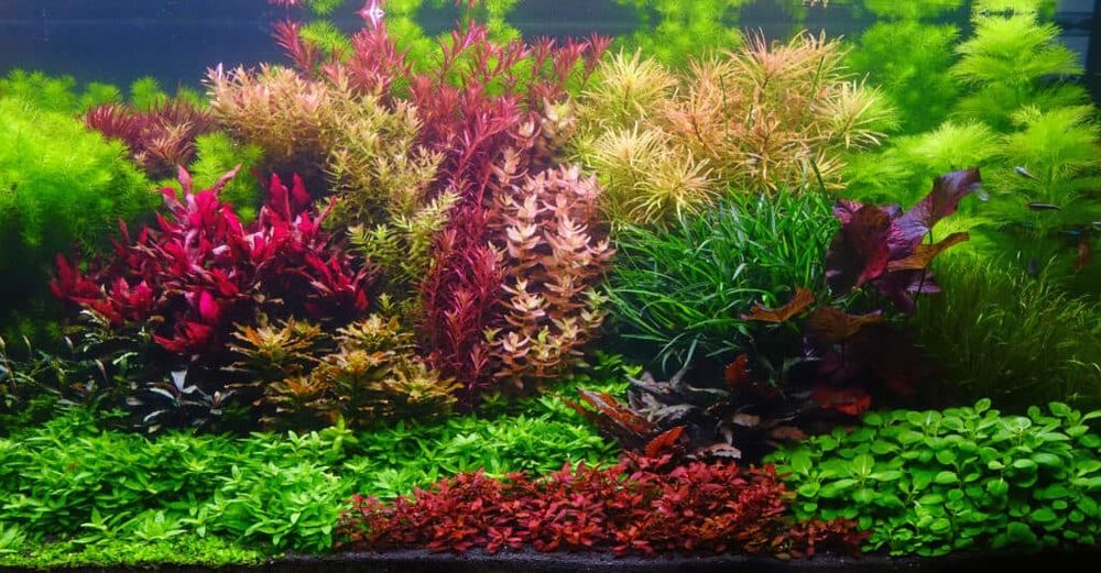 Plante acvariu colorate easy fara co2