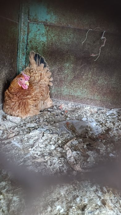 Tovuq xorozla hashaksi yo hammasi zottor uyda oʻchirilgan dakan brama