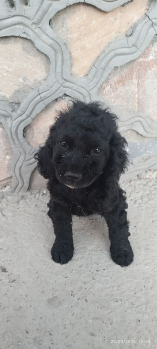 Spaniel zotli kuchukcha sotiladi