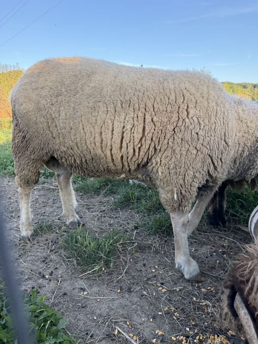 Oi de vanzare metis texel