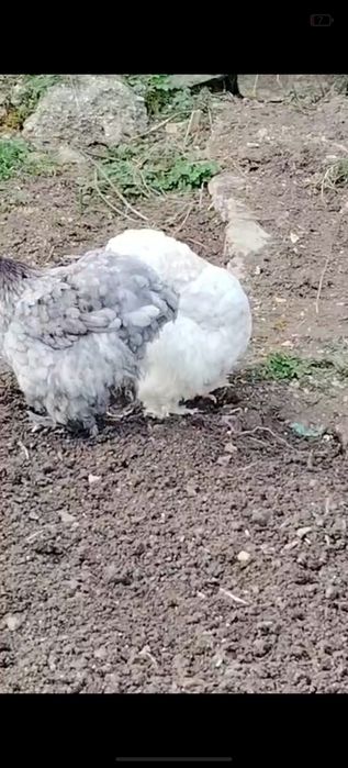 Cochinchina uriaș 2 gaini