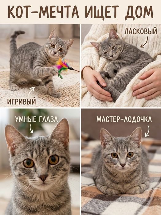Кот 5 месяцев с комплектом для содержания