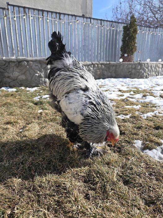 Тёмная брама ПЕТУХ