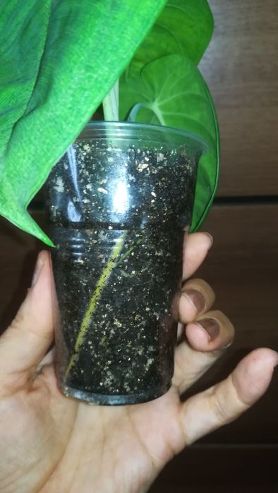 сингониум Холодное сердце