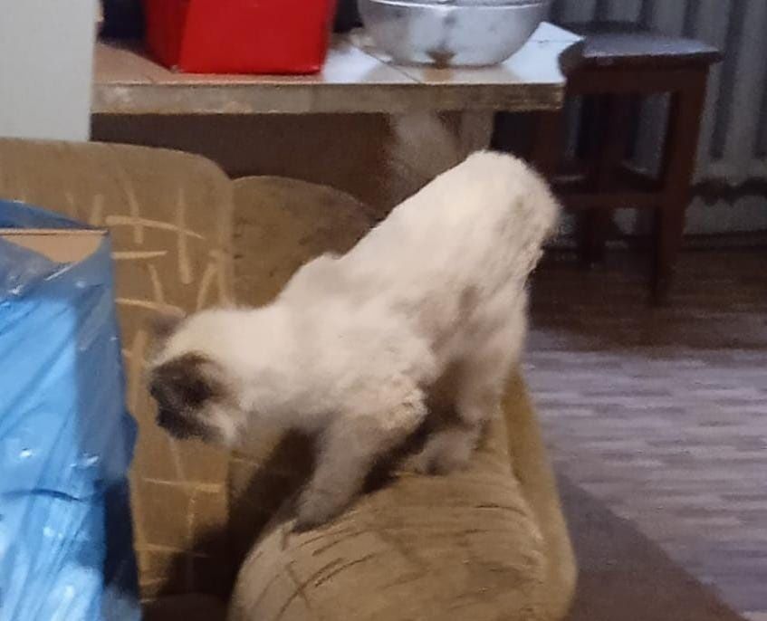 Кот, кастрирован