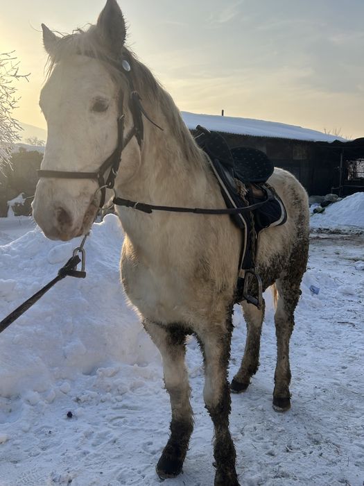 Айғыр сатылады