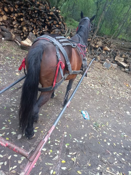 Iapa de vânzare 6 ani