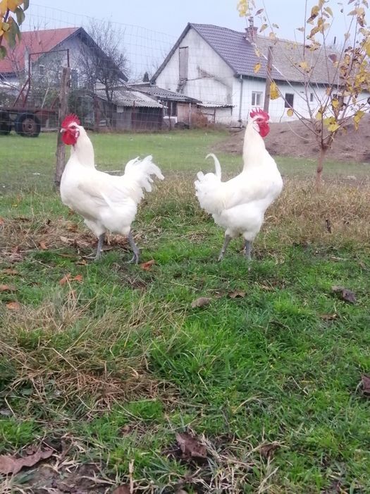 Vand oua de gaini rasa La bresse 8 lei