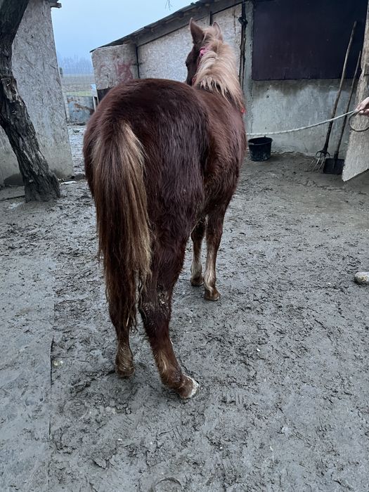 Mânz cuminte de vânzare