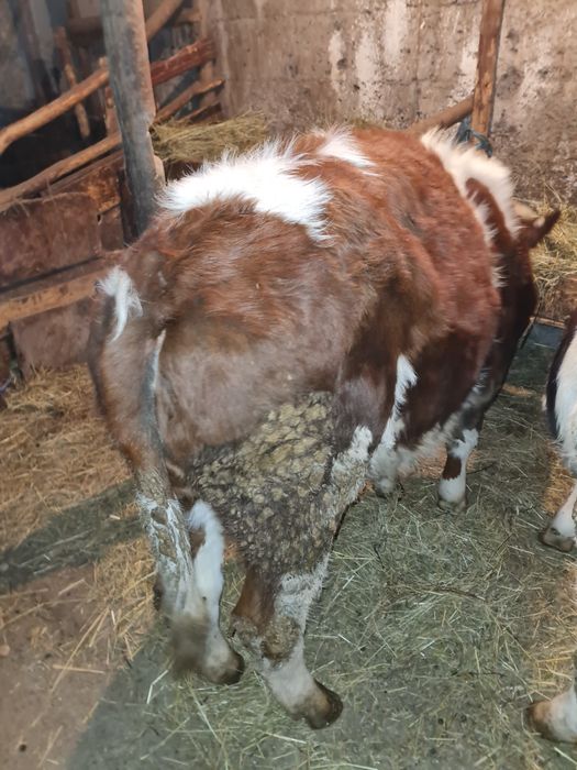 De vănzare 2 vițele