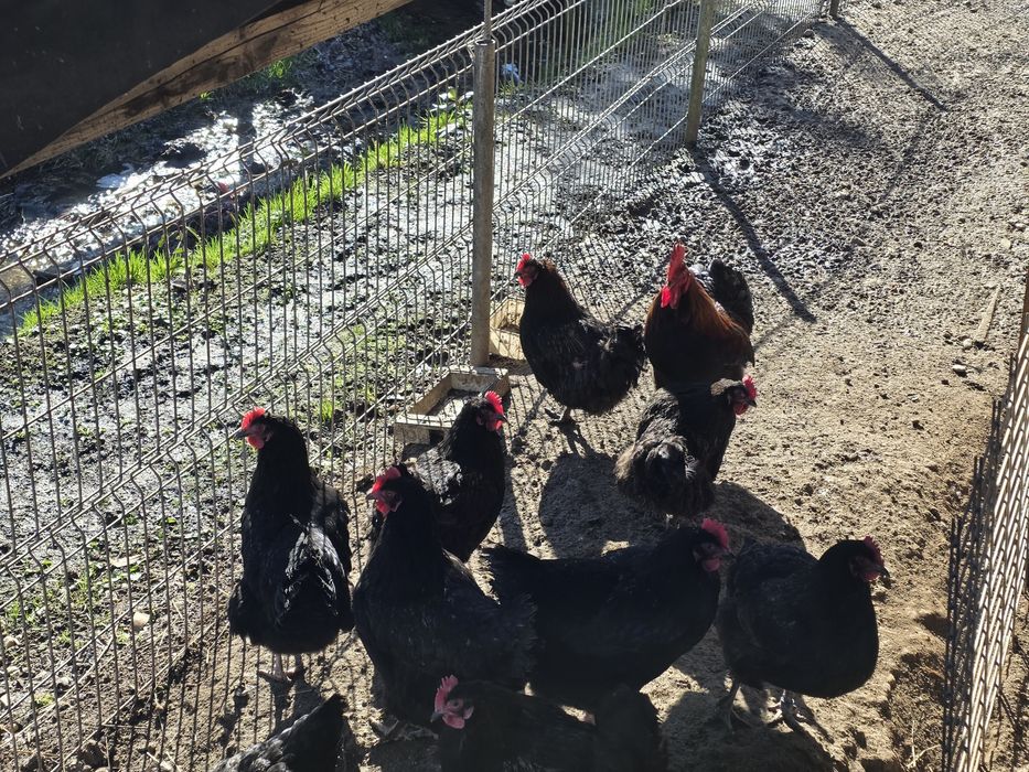 Ouă incubat Marans  negru arămiu