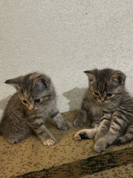 Две маленькие кошечки ищут дом