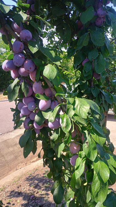 Vand PRUNE pentru consum si pentru rachiu