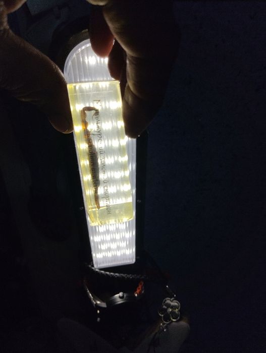 Коллекция насекомых