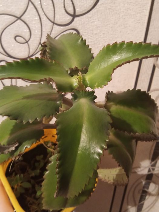 Продам цветок каланхоэ