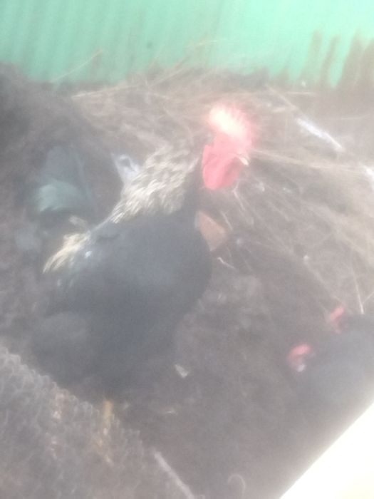 Продам молодых петухов