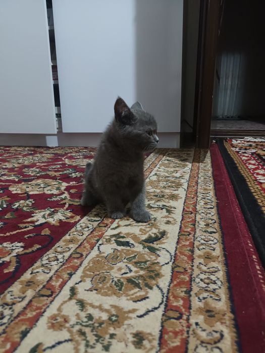 Skotish strayt mushuk sotiladi