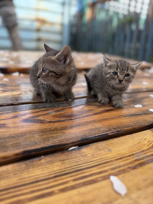 Отдам котят в хорошие руки