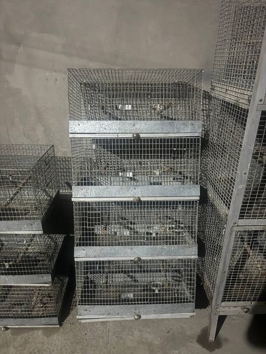 Папугае.бокадиган.