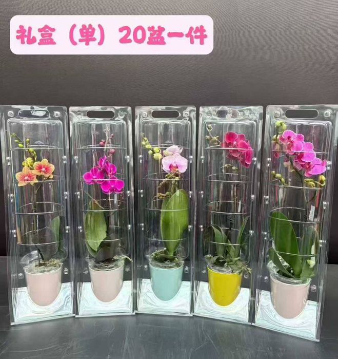 Arxideya guli arzon narxlarda