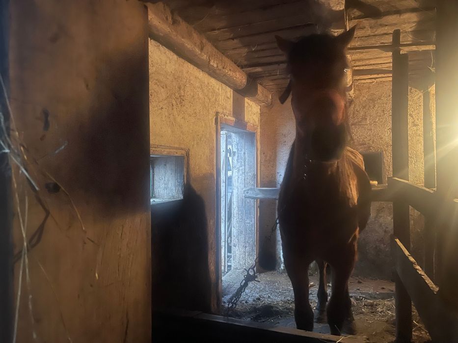 Mânză de 1 an si 7 luni