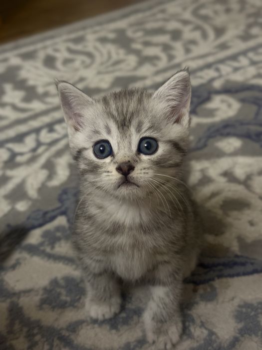 Продаются Котята Шиншилла
