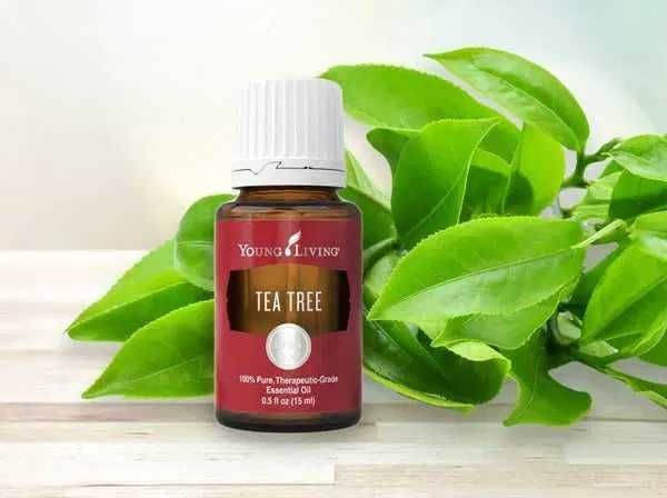 Tea Tree (arbore de ceai) 15 ml - Ulei esential Young Living