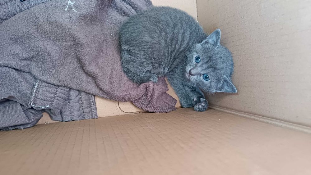 Малки красиви котенца