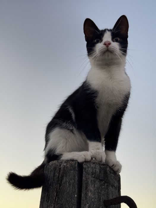 Отдам котят, в добрые руки