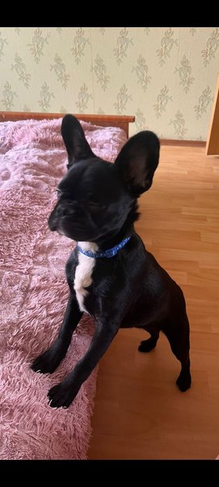 Французский бульдог девочка