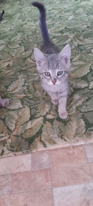 Котята,приученные