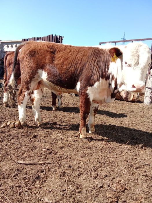 Бұқа Бык сатылады