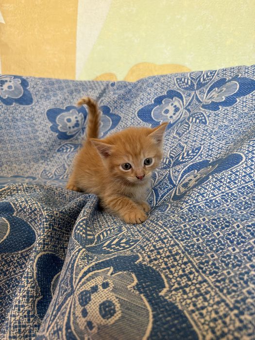 отдаем котят в хорошие руки