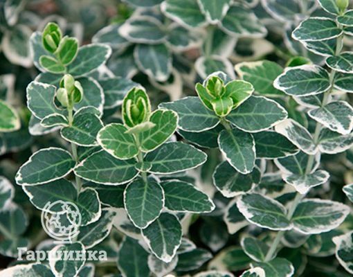 Бересклет японський Грандифолиус доставка есть