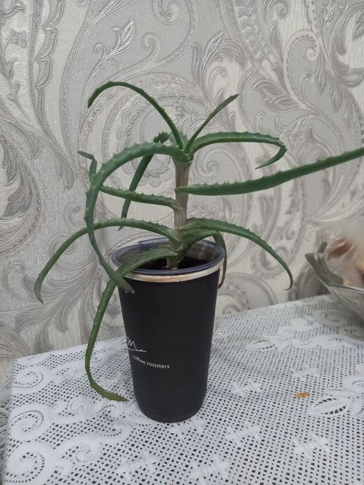 Продам  лечебное   алоэ