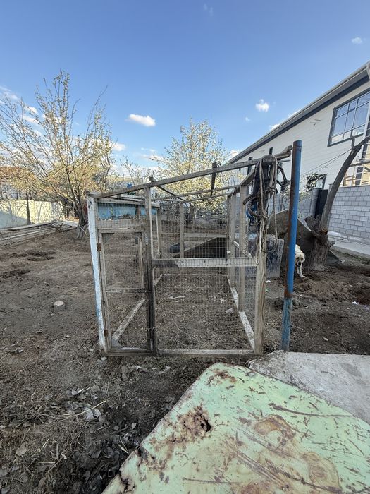 Тауық кепе сатылады 15мың