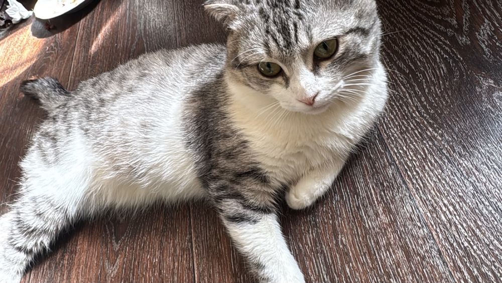 Кошка домашная 1 год