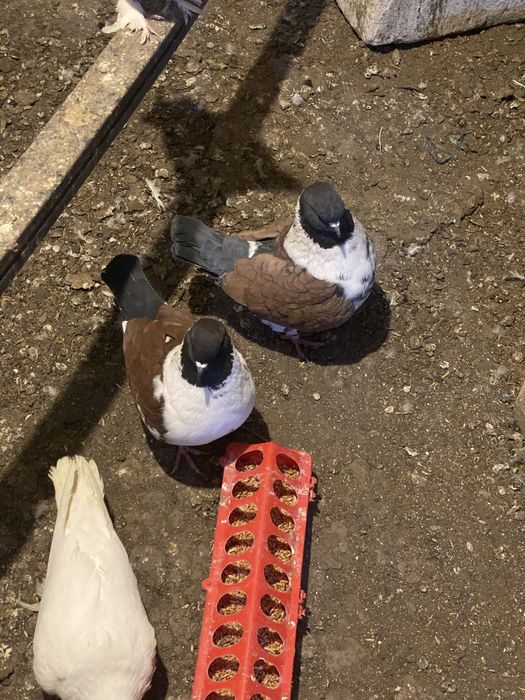 Голуби мясных пород Кинги и Мадены