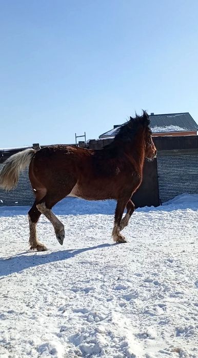 Продам бие породы першерон.