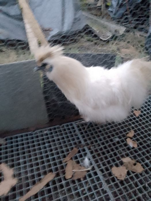 Cocoși mătase japoneza!