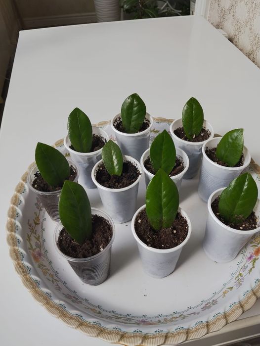 Детки комнатных цветов