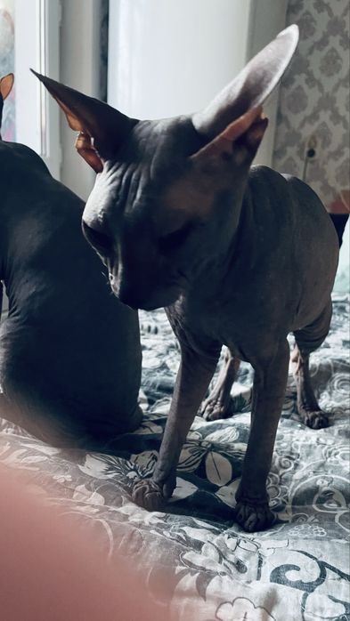 Продам кота сфинкса