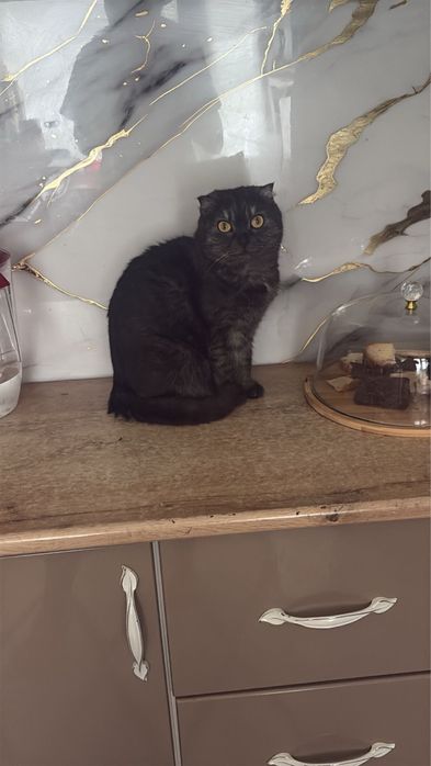 котята породистые