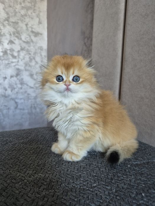 Шотландский котик