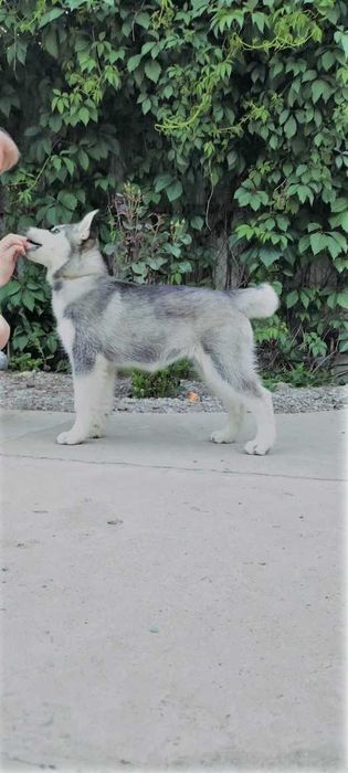 Продаются щенки Сибирский Хаски