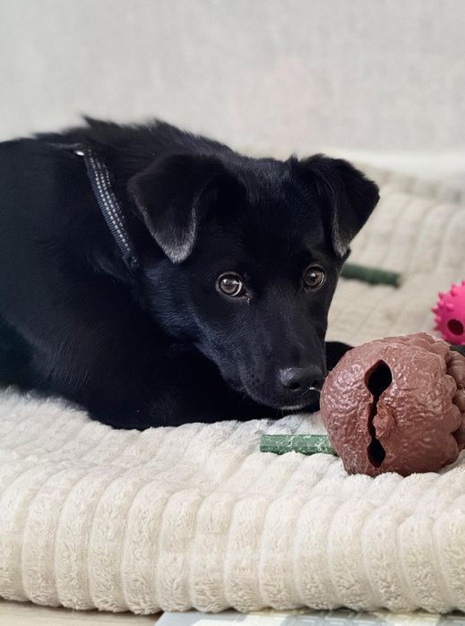 Щенки двортерьера