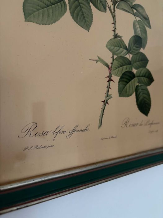 printul oficial La Redoute trandafir roz secolului 19 inramat