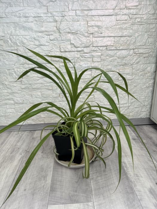 Пандаус хлорофитум комнатная мята