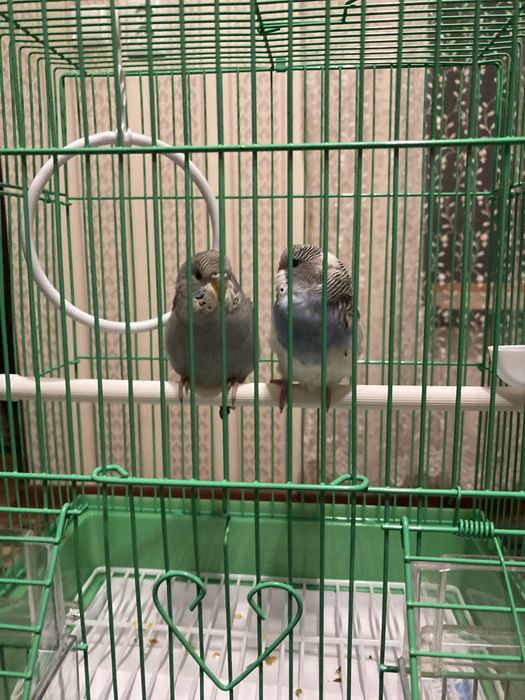 Продам волнистых попугаев